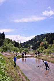小谷古民家春から夏の終わり2棚田田植え.jpg